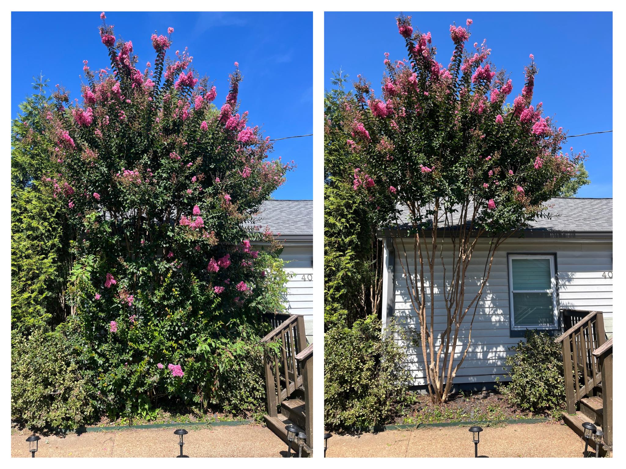 Before and after of a trimmed flowering tree beside a home